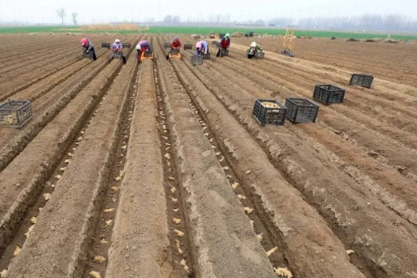 10月份能种生姜吗，生姜10月份不能种植