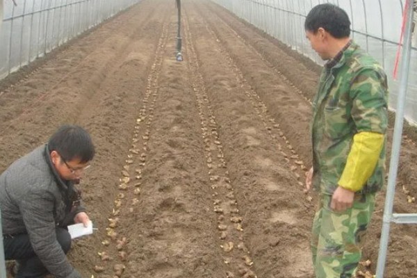 10月份能种生姜吗，生姜10月份不能种植