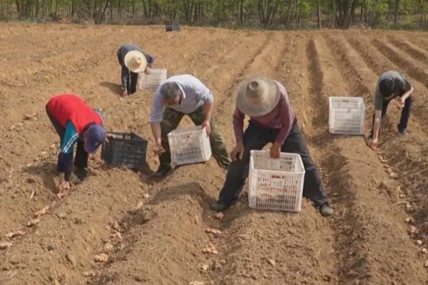 10月份能种生姜吗，生姜10月份不能种植
