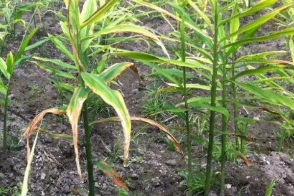 10月份能种生姜吗，生姜10月份不能种植