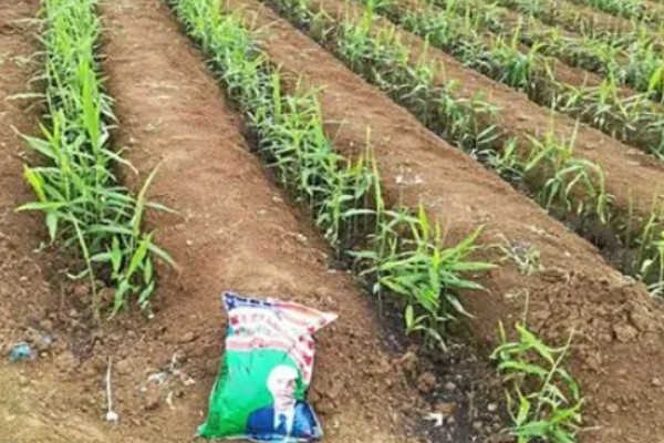 10月份能种生姜吗，生姜10月份不能种植