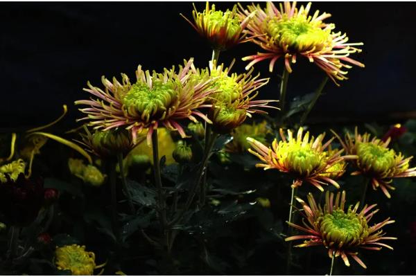 菊花何时开放，秋菊的花期为9-11月份