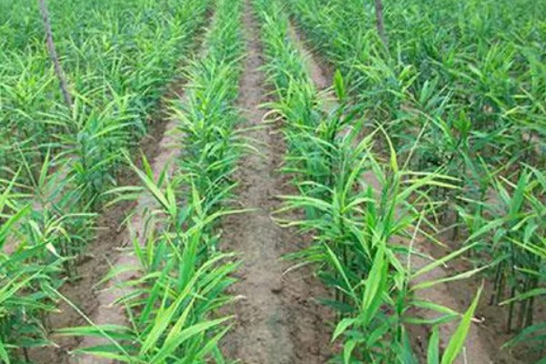 10月份能种生姜吗，生姜10月份不能种植