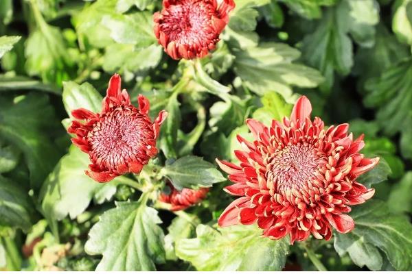 菊花何时开放，秋菊的花期为9-11月份