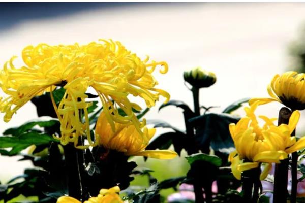 菊花何时开放，秋菊的花期为9-11月份