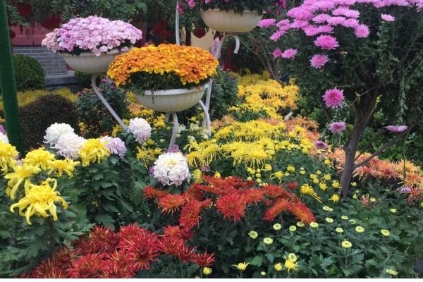 菊花何时开放，秋菊的花期为9-11月份