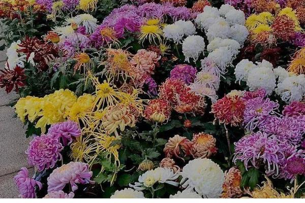 菊花何时开放，秋菊的花期为9-11月份