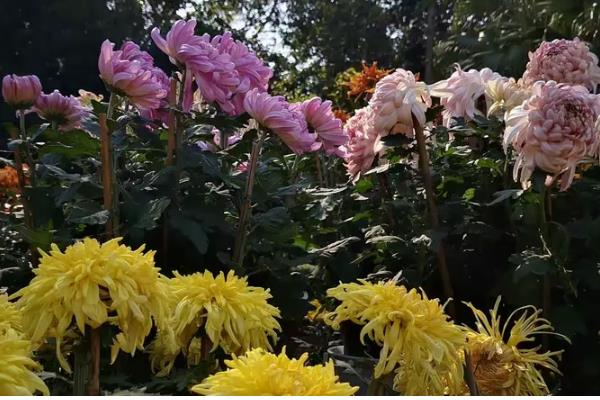 菊花何时开放，秋菊的花期为9-11月份