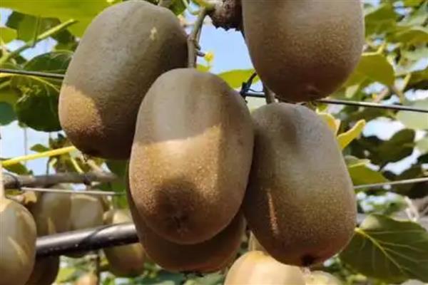 猕猴桃是什么水果，属于浆果类水果