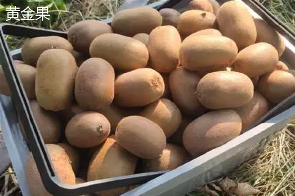 猕猴桃是什么水果，属于浆果类水果