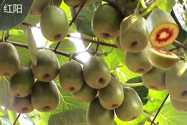 猕猴桃是什么水果，属于浆果类水果