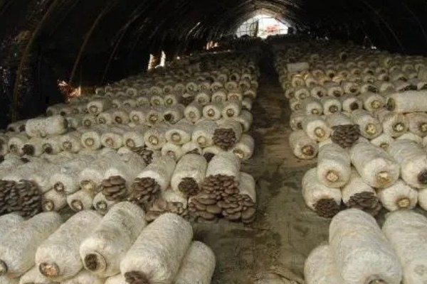 预防食用菌发生病害的方法，在进出口等位置撒施石灰可避免害虫进入