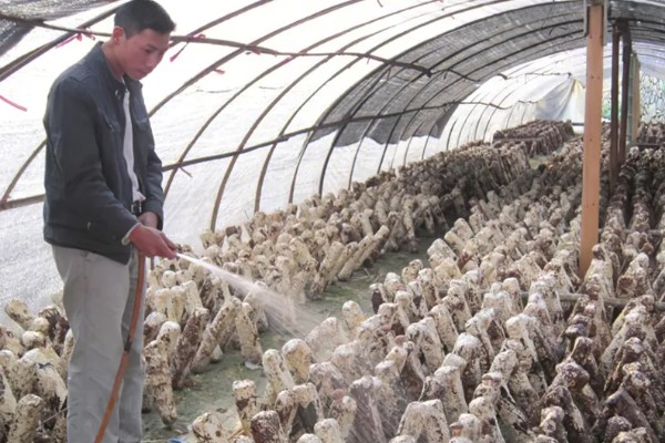 预防食用菌发生病害的方法，在进出口等位置撒施石灰可避免害虫进入