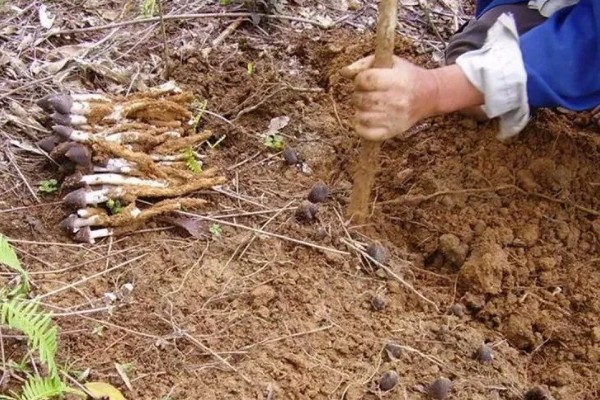 预防食用菌发生病害的方法，在进出口等位置撒施石灰可避免害虫进入