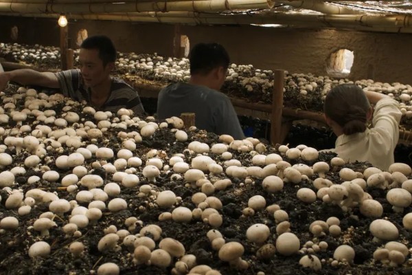 预防食用菌发生病害的方法，在进出口等位置撒施石灰可避免害虫进入