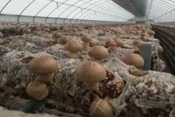 预防食用菌发生病害的方法，在进出口等位置撒施石灰可避免害虫进入