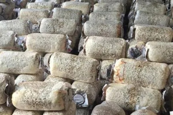 预防食用菌发生病害的方法，在进出口等位置撒施石灰可避免害虫进入