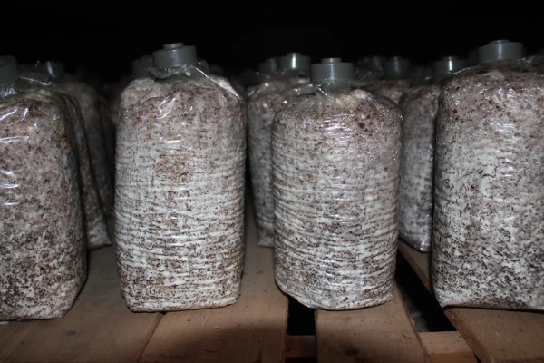 预防食用菌发生病害的方法，在进出口等位置撒施石灰可避免害虫进入