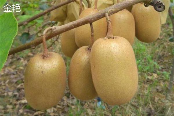 猕猴桃是什么水果，属于浆果类水果