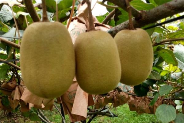 猕猴桃是什么水果，属于浆果类水果