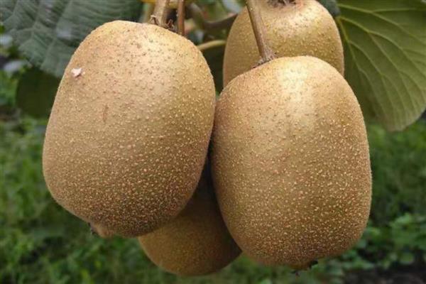 猕猴桃是什么水果，属于浆果类水果