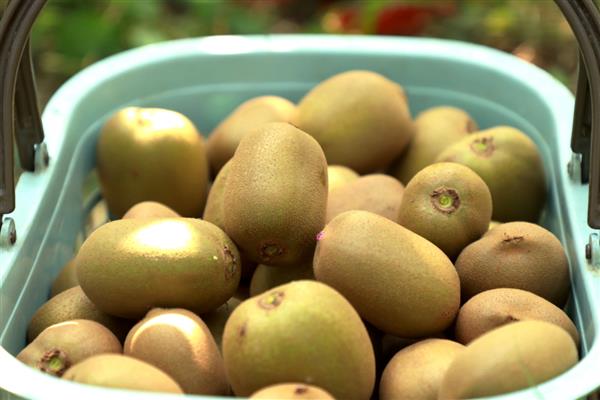 猕猴桃是什么水果，属于浆果类水果