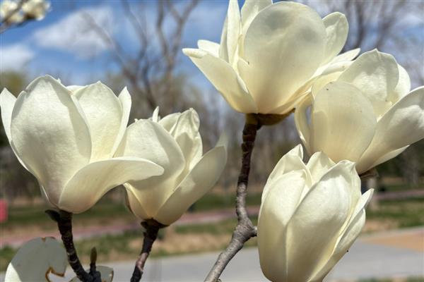 玉兰花何时开放，花期一般是2-3月份