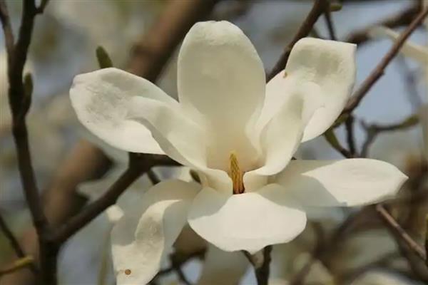 玉兰花何时开放，花期一般是2-3月份