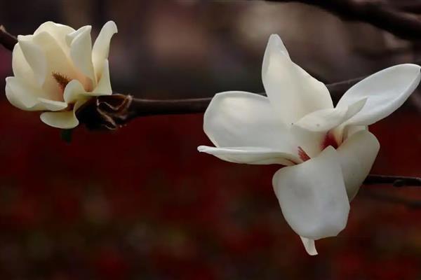 玉兰花何时开放，花期一般是2-3月份