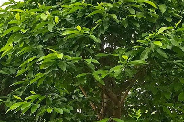 玉兰花何时开放，花期一般是2-3月份