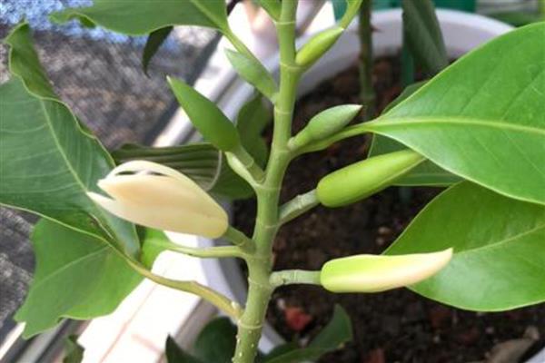 玉兰花何时开放，花期一般是2-3月份