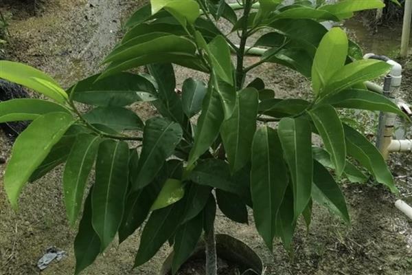 玉兰花何时开放，花期一般是2-3月份