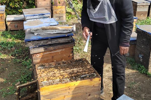 中蜂的产蜜量，定点养殖一年仅产10斤左右