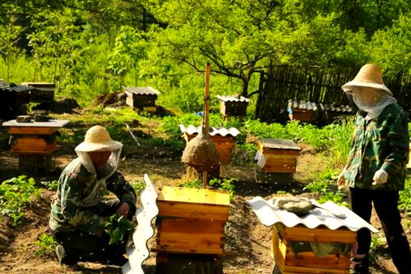 中蜂的产蜜量，定点养殖一年仅产10斤左右