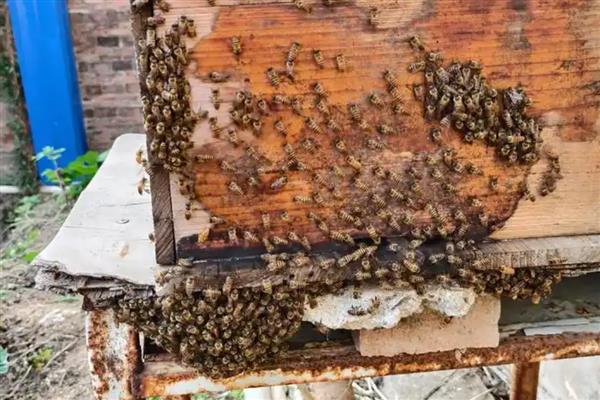 中蜂的产蜜量，定点养殖一年仅产10斤左右