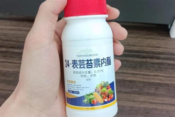 芸苔素的作用,能起到促进根系生长、提高结实率等效果