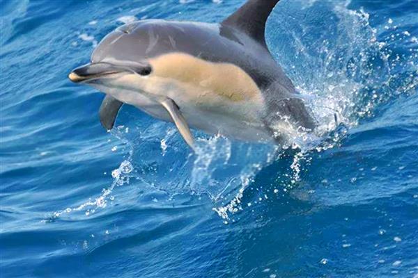 海豚会不会跳出水面，以下4个因素会让它们从水中跳出