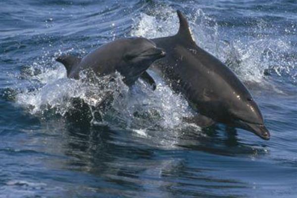 海豚会不会跳出水面，以下4个因素会让它们从水中跳出