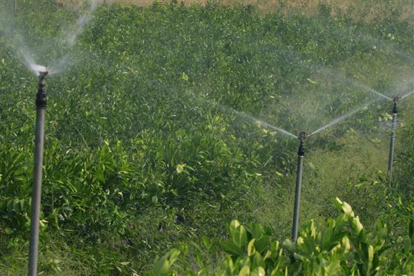 芸苔素的作用,能起到促进根系生长、提高结实率等效果