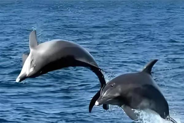 海豚会不会跳出水面，以下4个因素会让它们从水中跳出