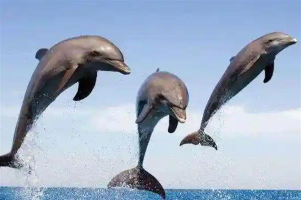 海豚会不会跳出水面，以下4个因素会让它们从水中跳出