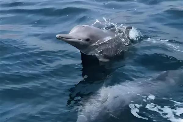 海豚会不会跳出水面，以下4个因素会让它们从水中跳出