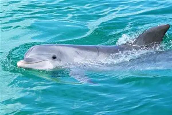海豚会不会跳出水面，以下4个因素会让它们从水中跳出