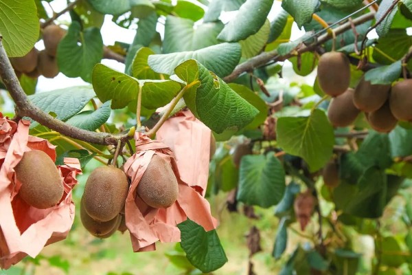 猕猴桃种植几年能挂果，大概5年的时间