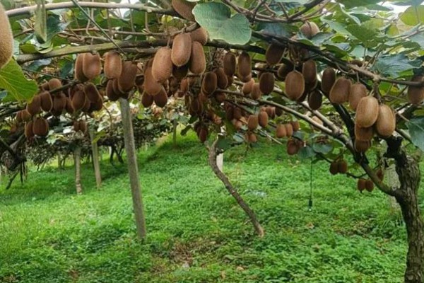 猕猴桃种植几年能挂果，大概5年的时间