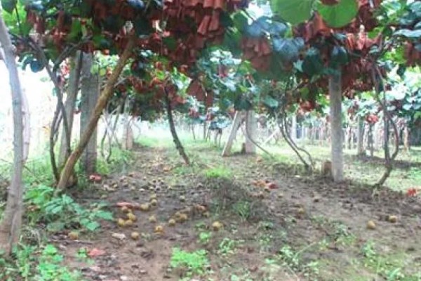 猕猴桃种植几年能挂果，大概5年的时间