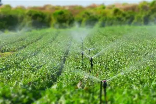 芸苔素的作用,能起到促进根系生长、提高结实率等效果