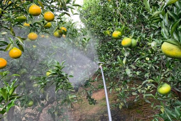 芸苔素的作用,能起到促进根系生长、提高结实率等效果