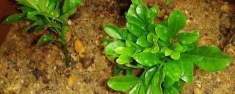 米兰花的繁殖方法，可以采用扦插的方法繁殖