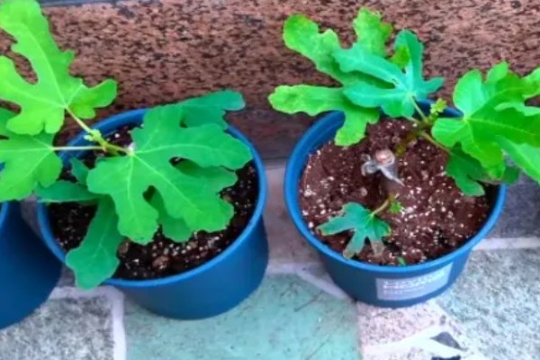 无花果盆栽养殖方法,萌发枝芽时让土壤保持湿润
